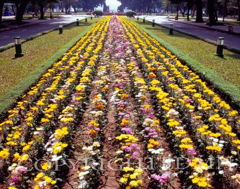 Row Of Flowers #2, Vietnam 07 - Color