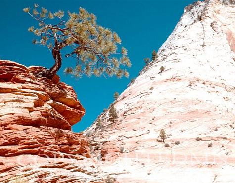 Lone Juniper Tree #2, Escalante, Utah - Color
