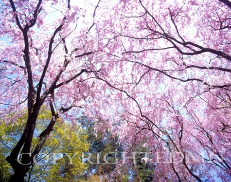Cherry Blossom Tree Top & Sky #1, Kyoto, Japan 05
