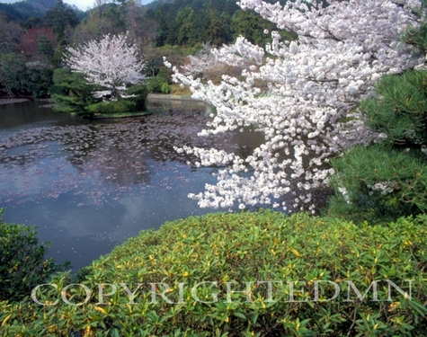 Cherry Blossoms #2, Kyoto, Japan 05