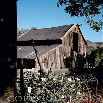 Old Barn, West - Color