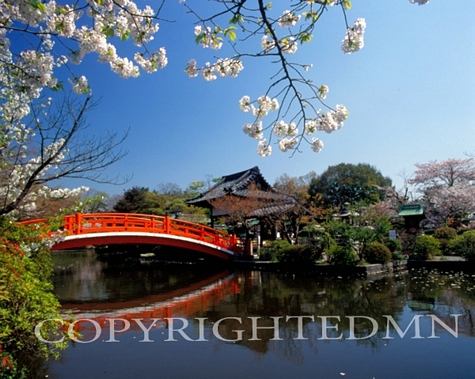 Cherry Blossoms & Bridge #2, Kyoto, Japan 05