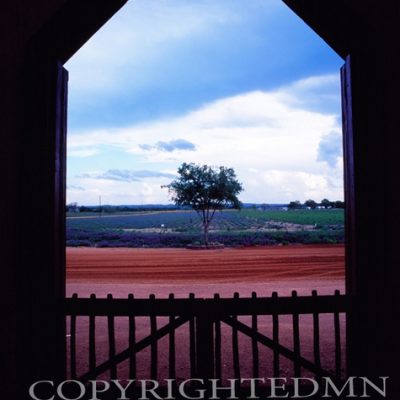 Arch & Lone Tree, Fredericksburg, Texas 07 - Color