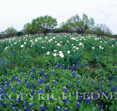 Bluebonnet Field, Willow City, Texas 07 - Color