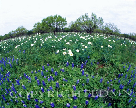 Bluebonnet Field, Willow City, Texas 07 - Color