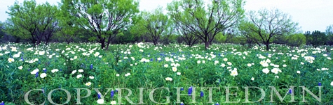 Field Of Trees & Flowers Panorama, Willow City, Texas 07 - Color Pan