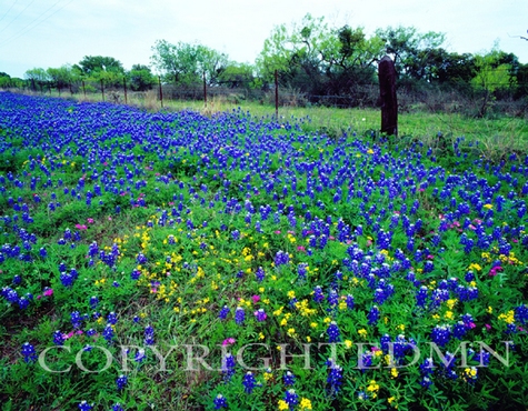 Flower Field, Willow City, Texas 07 - Color