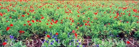 Red Poppy #2, Fredericksburg Panorama, Texas 07 - Color Pan