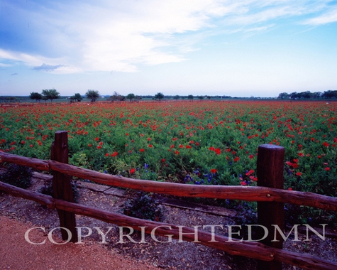 Red Poppy Field, Fredericksburg, Texas 07 - Color