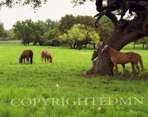 Texas Ranch #4, Ingram, Texas 07 - Color