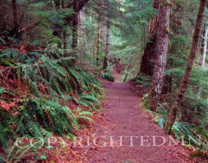Fern Pathway, Vancouver, British Columbia 07 - Color