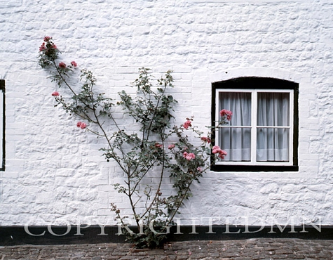 Pink Rosebush, England – Color