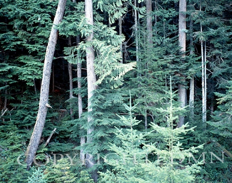 Trees At Olympic National Park, Washington - Color