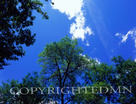Trees In The Sky #6, Sedona, Arizona 07 - Color