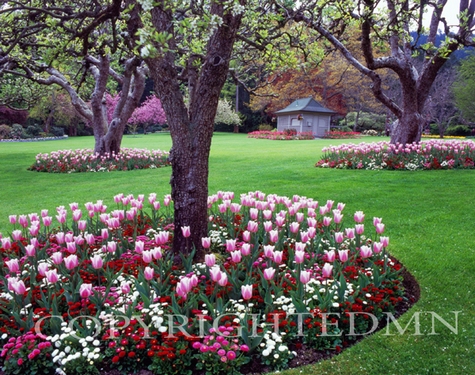 Butchart Gardens Tulip Beds, Vancouver, BC 07 - Color