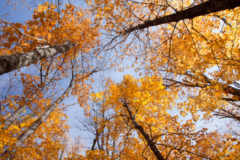 Trees In The Sky_Fall #13, Michigan 11 - Color