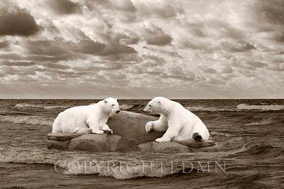 Two Polar Bears, Grand Marais, Michigan ’14