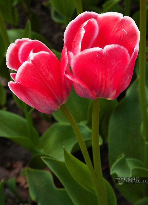 Two Tulips, Holland, Michigan ’11-color