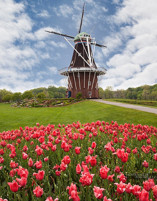 Windmill & Tulips #2, Holland, Michigan 04 – Color