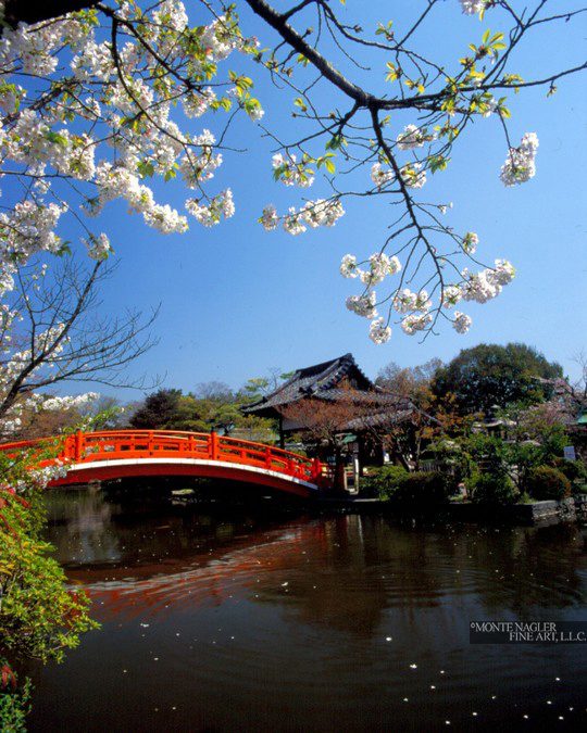 Cherry Blossoms & Bridge, Kyoto, Japan 05 – Color