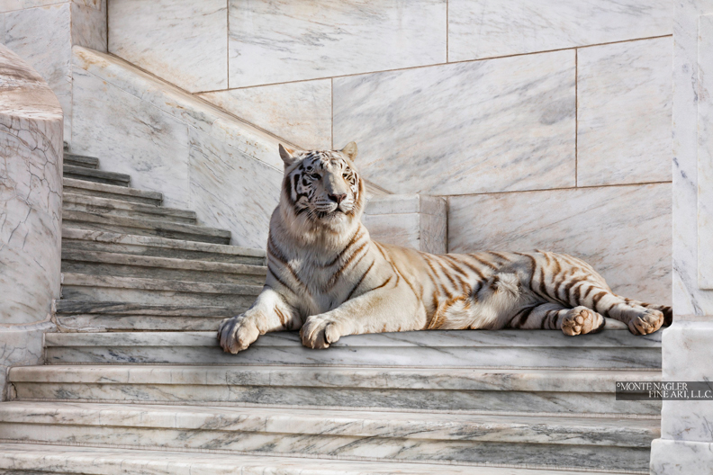 Tiger on the Steps, Detroit, Michigan ’16-color