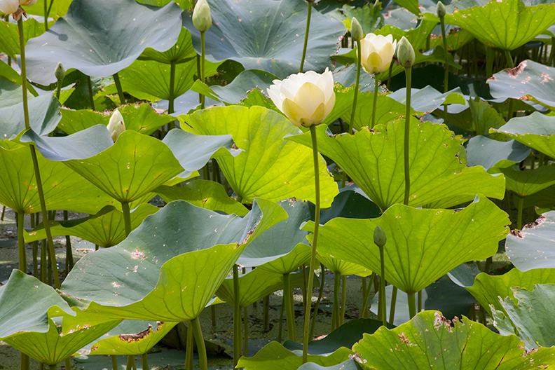 Lotus Blossoms #4, Gibraltar, Michigan ’10-color