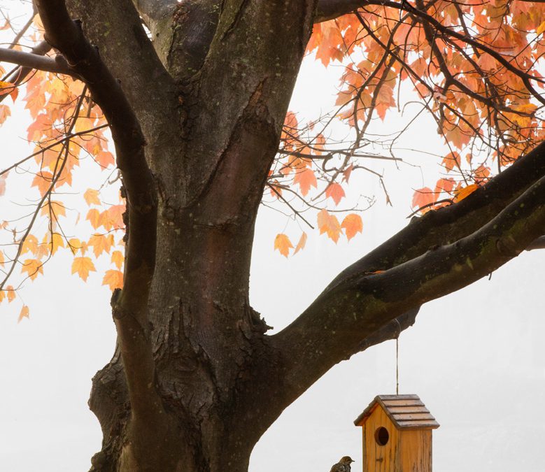 Bird House in Fall, Farmington Hills, Michigan ’16-color