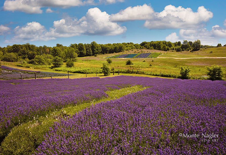 Lavender Field #4, Horton Bay, Michigan ’17-IR